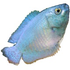 Avatar for blue_gourami