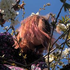 CyanBerry için avatar