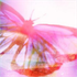Avatar de HopeDharma