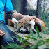 Avatar for iloveredpandas4