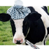Avatar di Moo_Sick