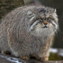 Manul88 さんのアバター