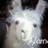 Avatar de llamaama