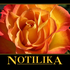 notilika さんのアバター