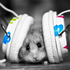 Hamster83 için avatar