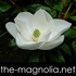 Avatar for the-magnolia
