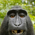 Avatar for Galgenaas
