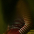 Avatar for kdadesign