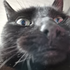 Avatar for no1fanofthepals