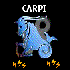 Avatar for MrCarpiuuu