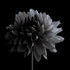 Avatar for Bruno100600
