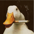 Avatar for MacAndNoCheese