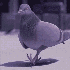 Avatar de KingpinPigeon