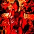 Hail of Fire 的头像