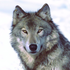 Avatar für Cretanwolf