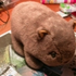 Avatar for wombatas