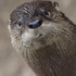 romeotheotter 的头像