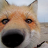 elusive_fox için avatar