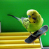 Avatar di thattj123
