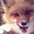 fox-coloured 的头像