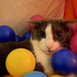 Avatar for mrkittypilled