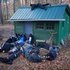 Shed Theory 的头像
