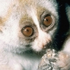 Avatar de SlowLoris