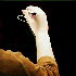 Avatar di Like_a_dude