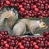 Avatar för Cranberry Flavored Animals