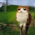 Avatar for Sleepy_Kitt3n