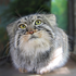 Avatar for pallascat