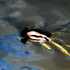Child_of_XaoS için avatar