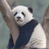 Avatar for PandX07
