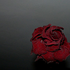 rose_northeast 的头像