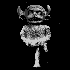 Avatar for KnottedRoot
