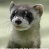 Avatar for Wildferret