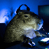 Avatar for To4stcat