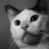 Avatar för jo_mono666