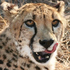 cheetah80 için avatar