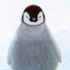 penguinspy0007 的头像