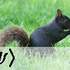 QuantumSquirrel için avatar