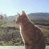 Аватар для meowmeow63