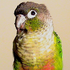 Awatar dla SCREAMINGPARROT