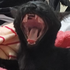Avatar for ratadeshoegaze