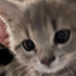 Avatar for cinuzi