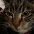 Avatar for Symon_Ikaro