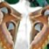 Avatar for sixinchmoth