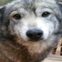 c0rruptedhusky さんのアバター
