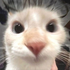 Avatar for ssantsophia