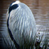 ardea_rising için avatar